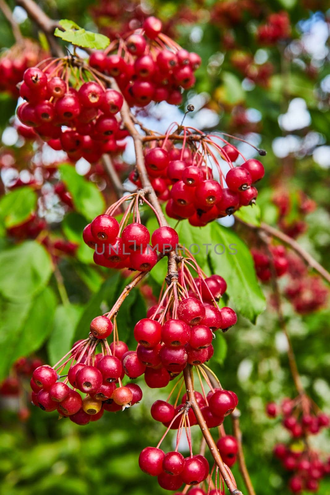 Vibrant Red Berries Amidst Lush Foliage in Elkhart Botanic Gardens, Indiana 2023