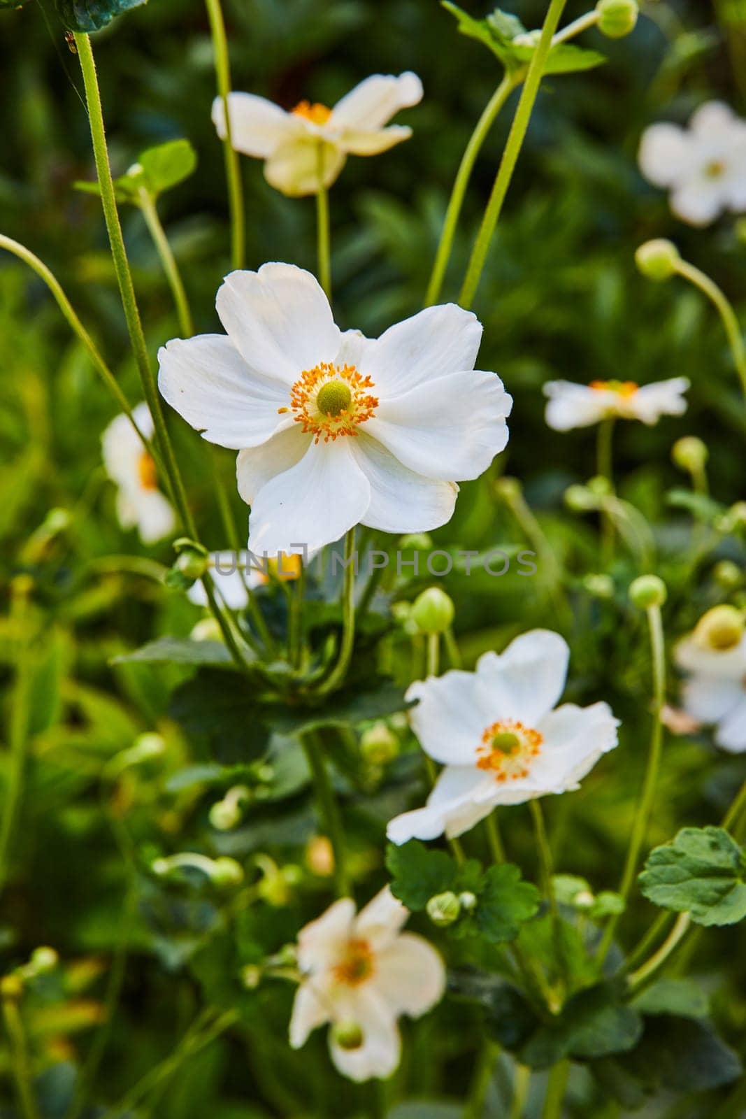 White Flowers in Focus with Soft Garden Bokeh Background by njproductions
