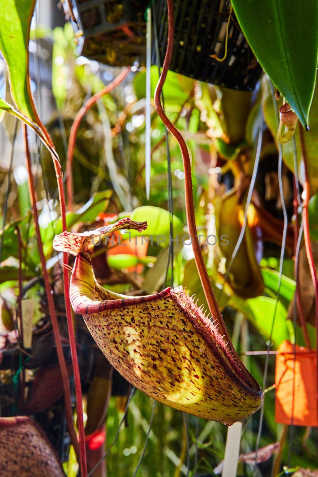 Close-Up Tropical Pitcher Plant in Greenhouse Environment by njproductions