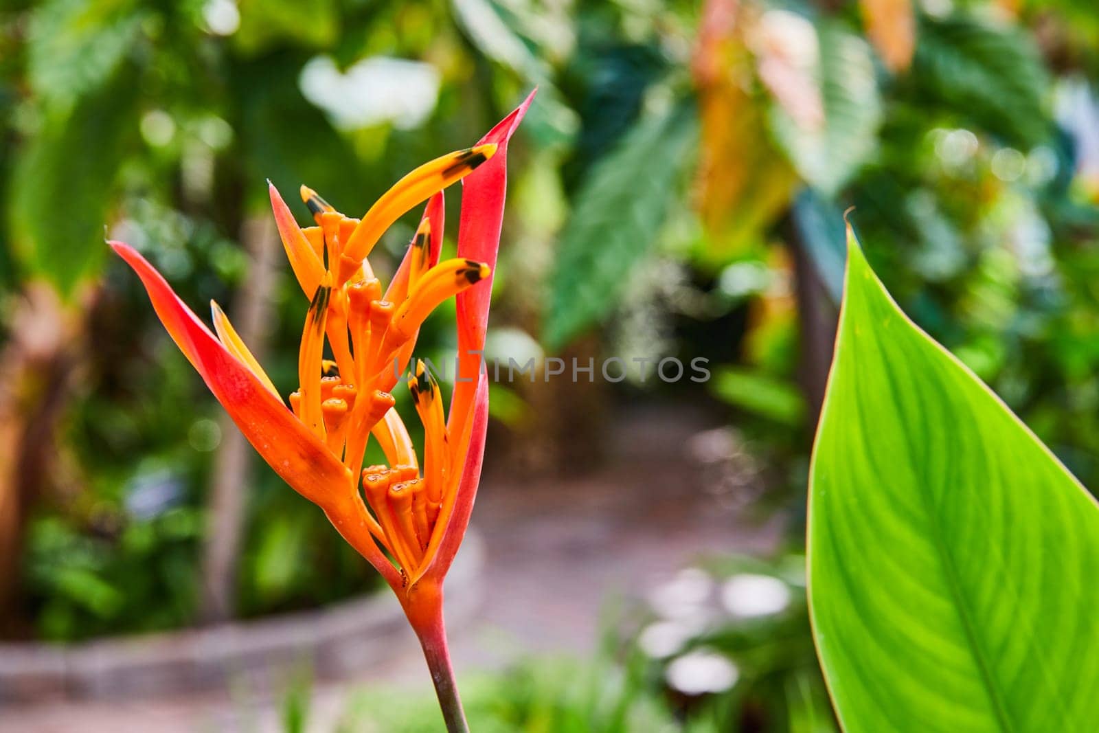 Vibrant Heliconia Flower with Dew Drops in Tropical Garden by njproductions