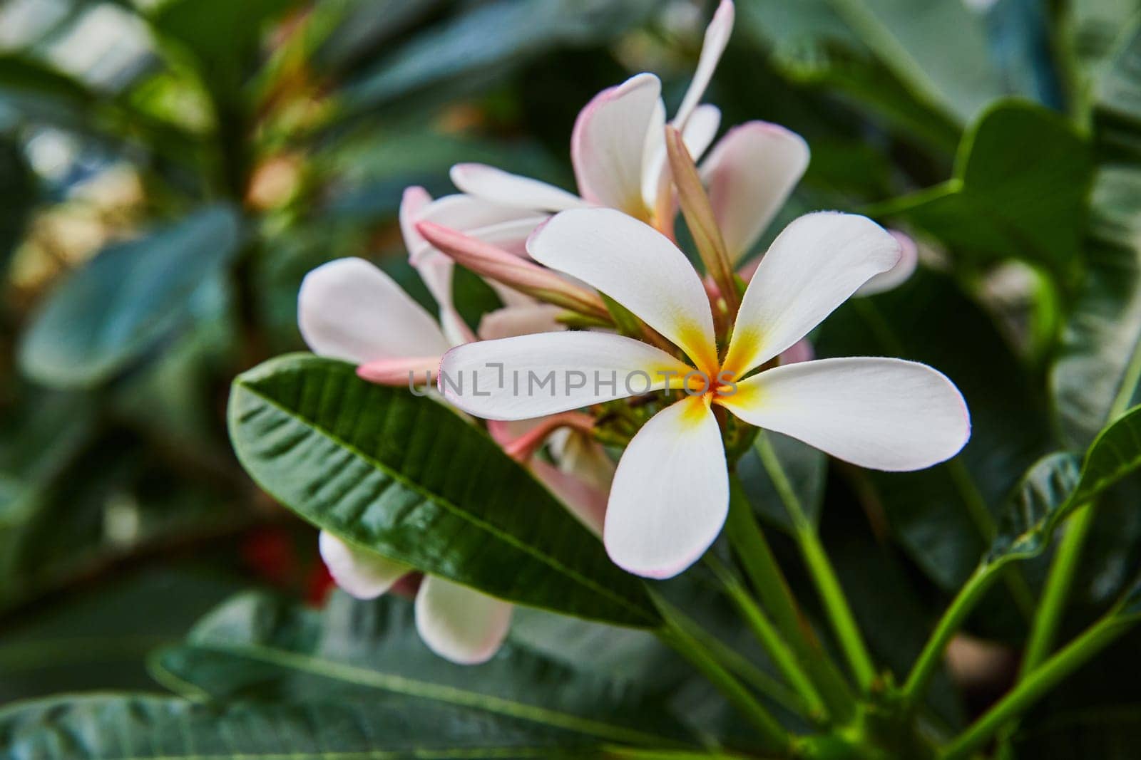 Close-up of a vibrant plumeria bloom in a Muncie, Indiana greenhouse, with a soft depth of focus on the lush tropical backdrop.
