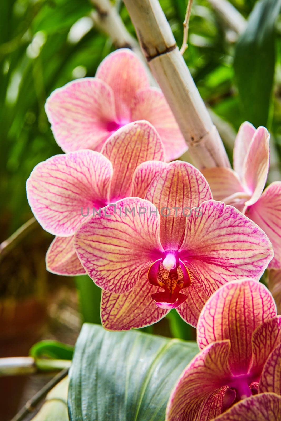 Vibrant Pink Orchids with Bamboo Stake in Soft Daylight by njproductions
