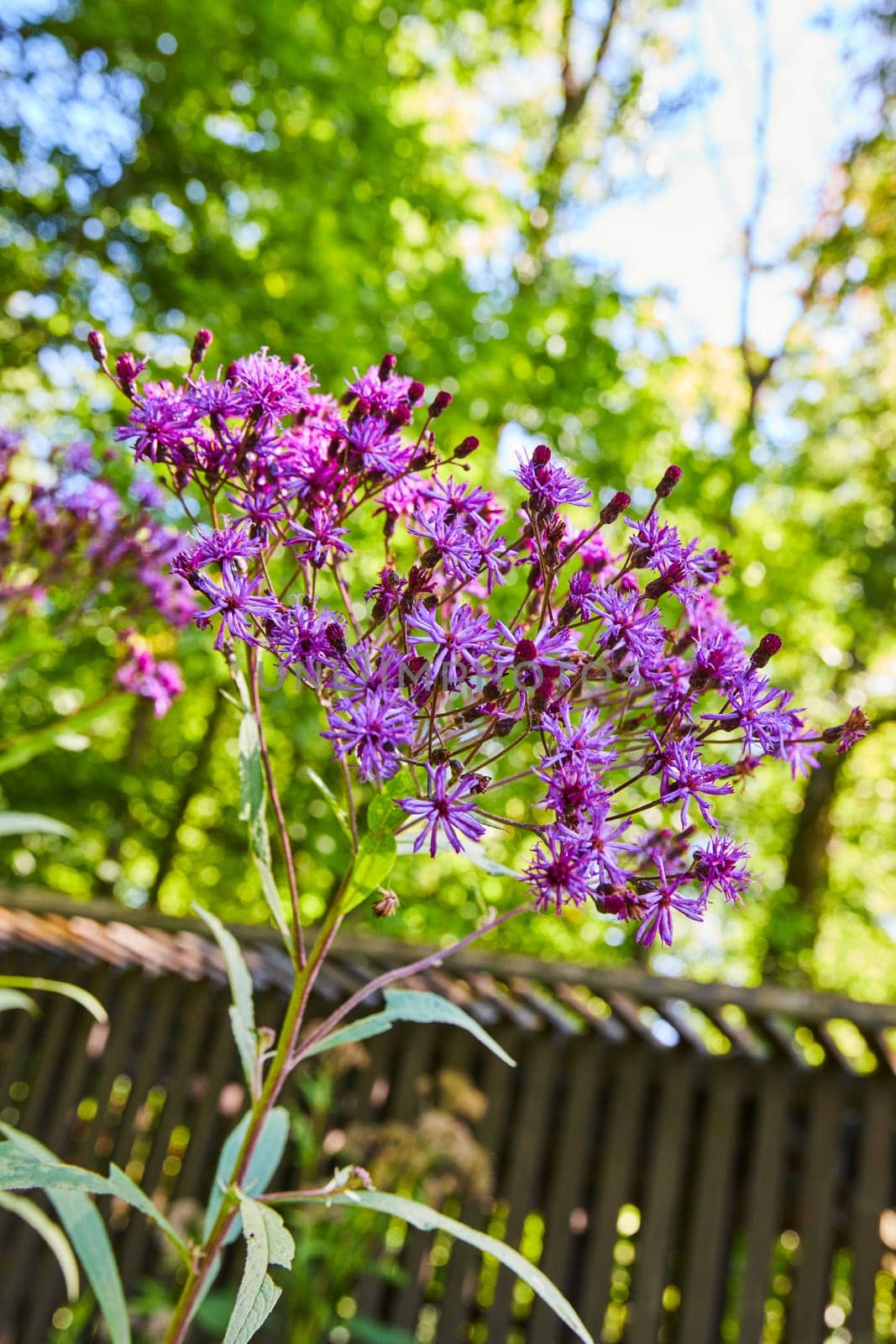Purple Wildflowers in Lush Garden with Rustic Fence Background by njproductions