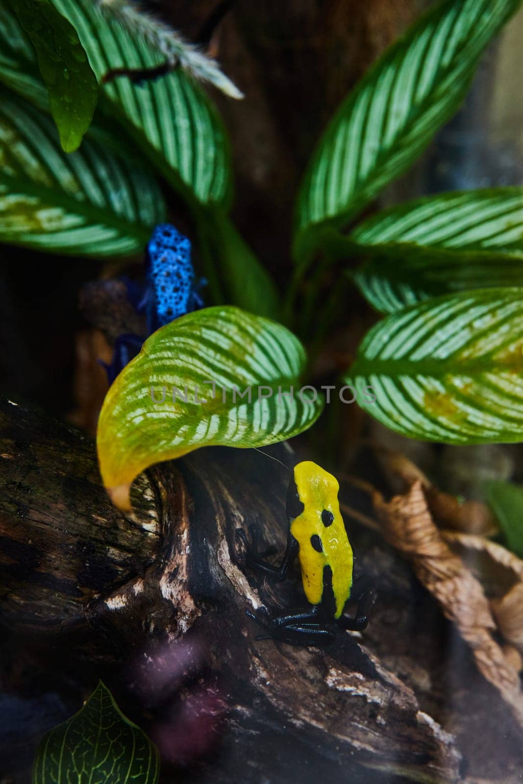 Vibrant Poison Dart Frogs Amidst Lush Foliage in Muncie Conservatory, Indiana, 2023