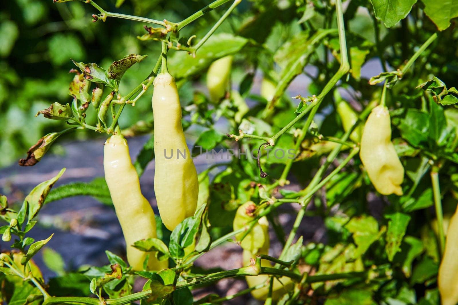 Organic Yellow Chili Peppers in Natural Light, Botanic Garden Farming by njproductions