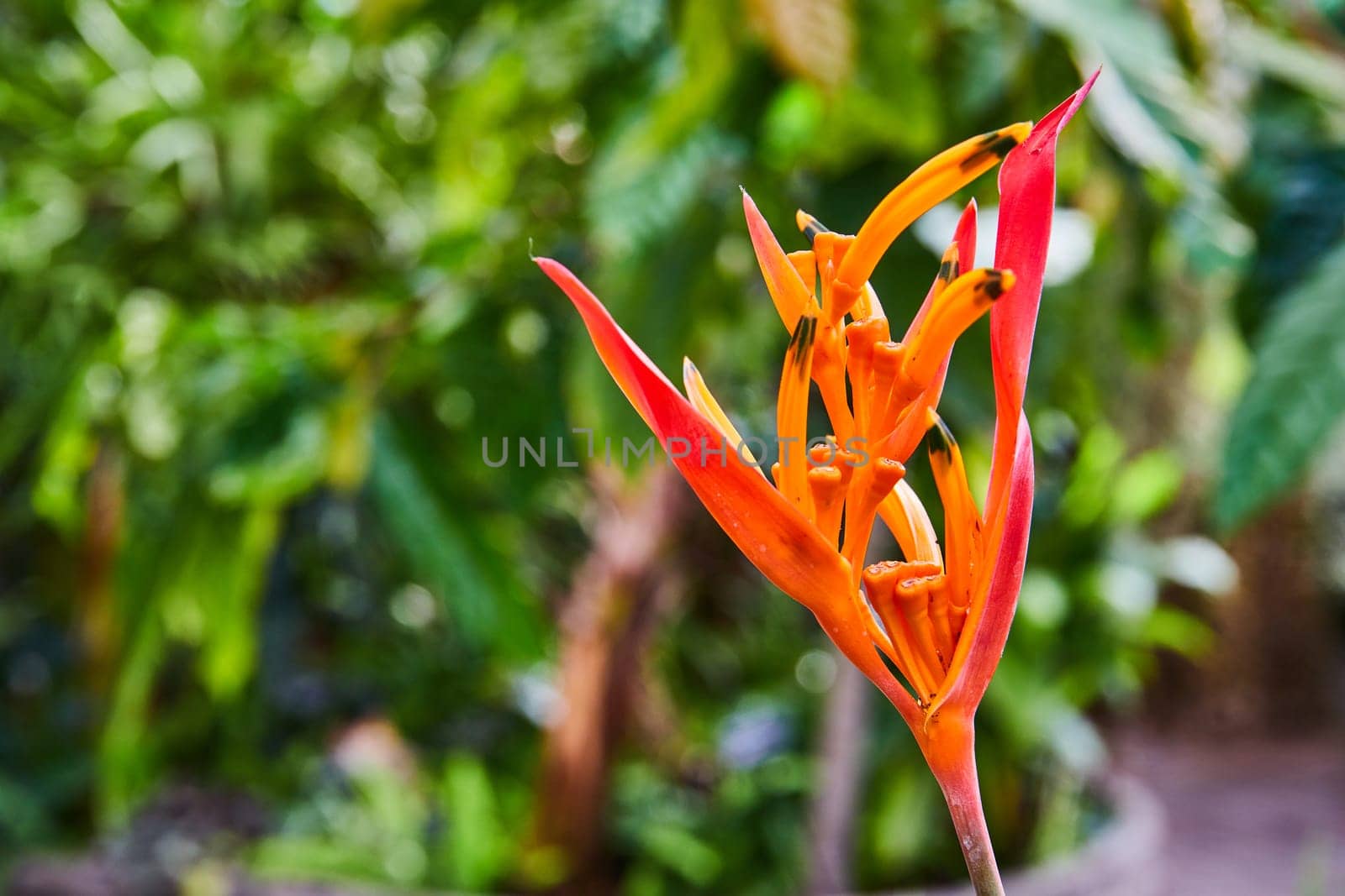 Dew-kissed vibrant heliconia amidst lush greenery, captured in Muncie, Indiana's conservatory gardens in 2023
