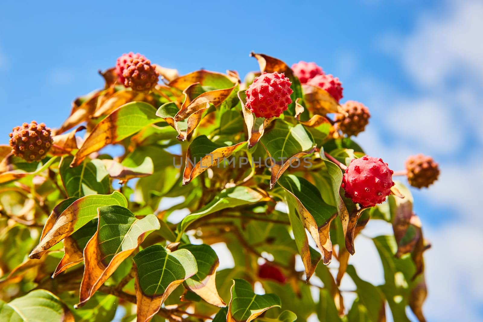 Vibrant cluster of red berries on a plant under the clear blue sky, Botanic Gardens, Elkhart, Indiana, 2023. Depicting nature's vitality, growth, and aging.
