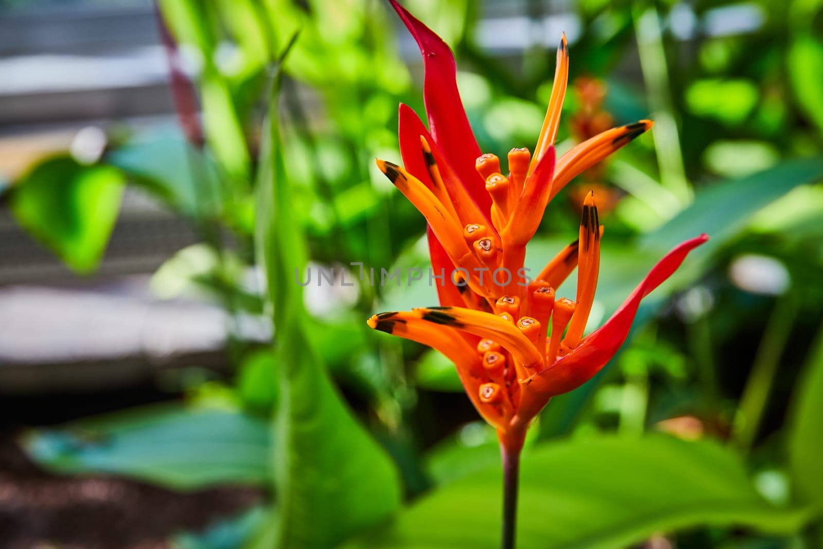 Vibrant Orange Heliconia with Water Droplets, Green Foliage Background by njproductions