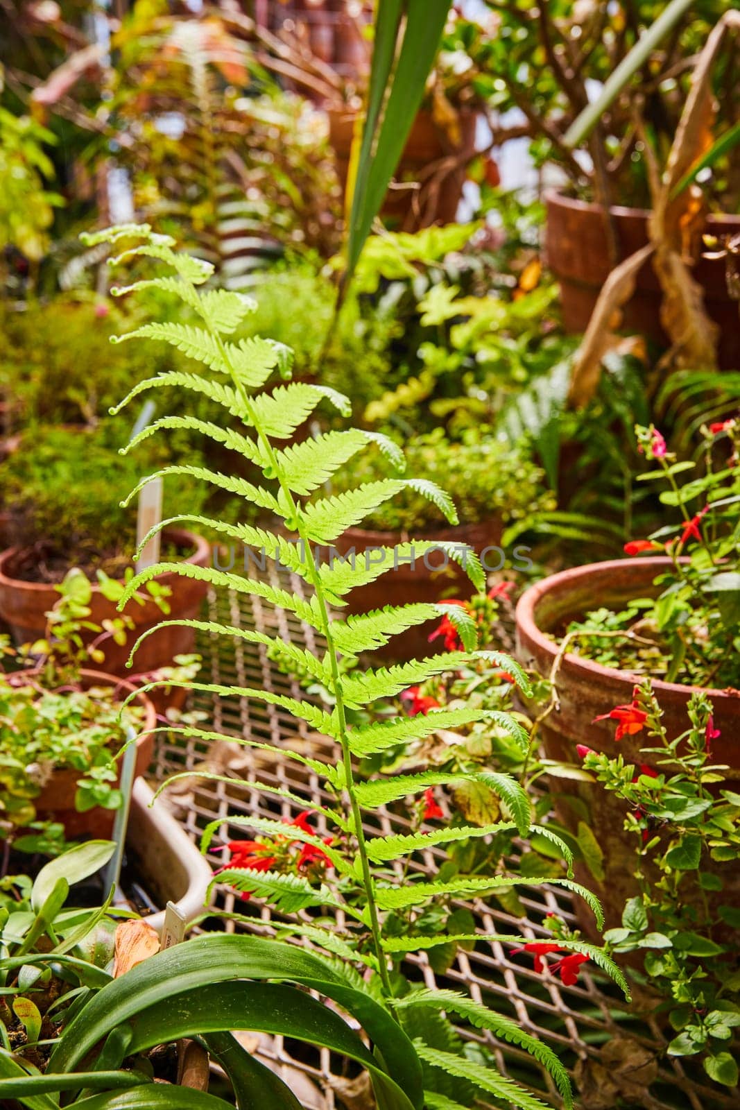 Lush Greenhouse Scene with Vibrant Fern in Muncie, Indiana Conservatory, Symbolizing Growth and Vitality