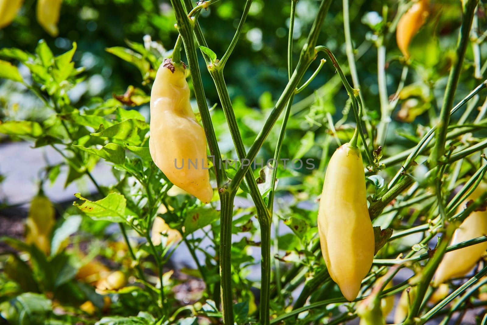 Daytime view of fresh Sugar Rush Peach peppers growing in Elkhart Botanic Gardens, Indiana, 2023 - symbolizing organic farming and healthy eating