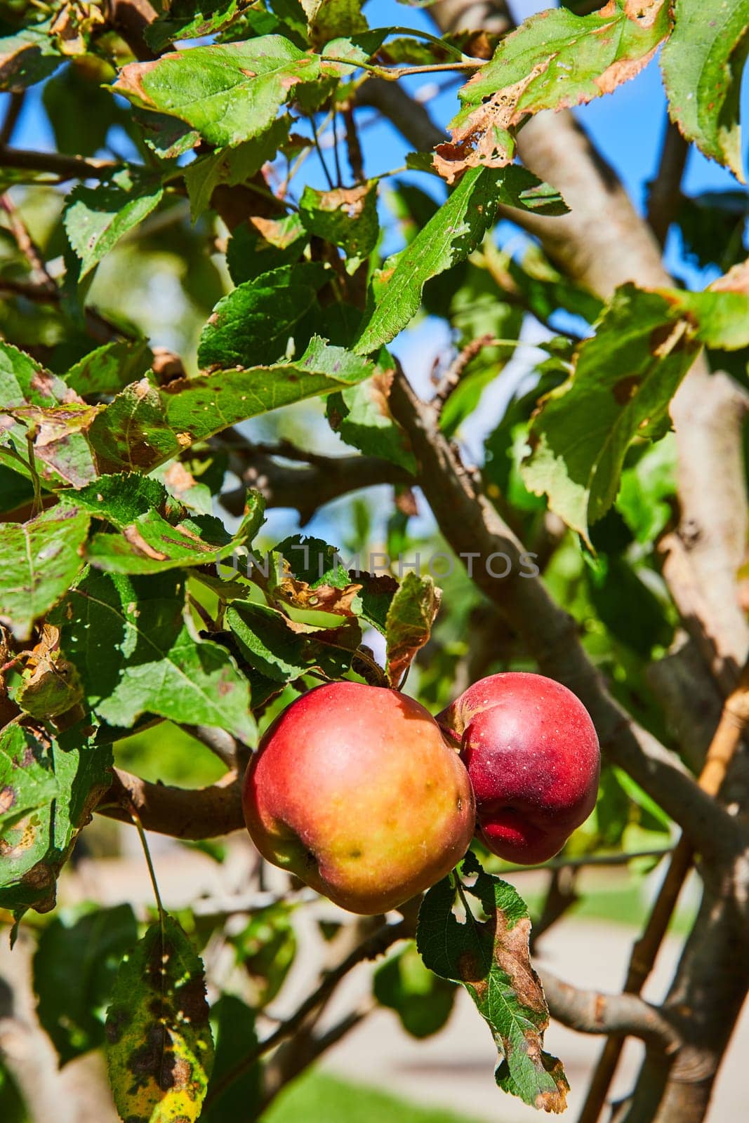 Ripe apples on tree in sunlit Elkhart botanic garden, Indiana, illustrating themes of organic farming and natural abundance