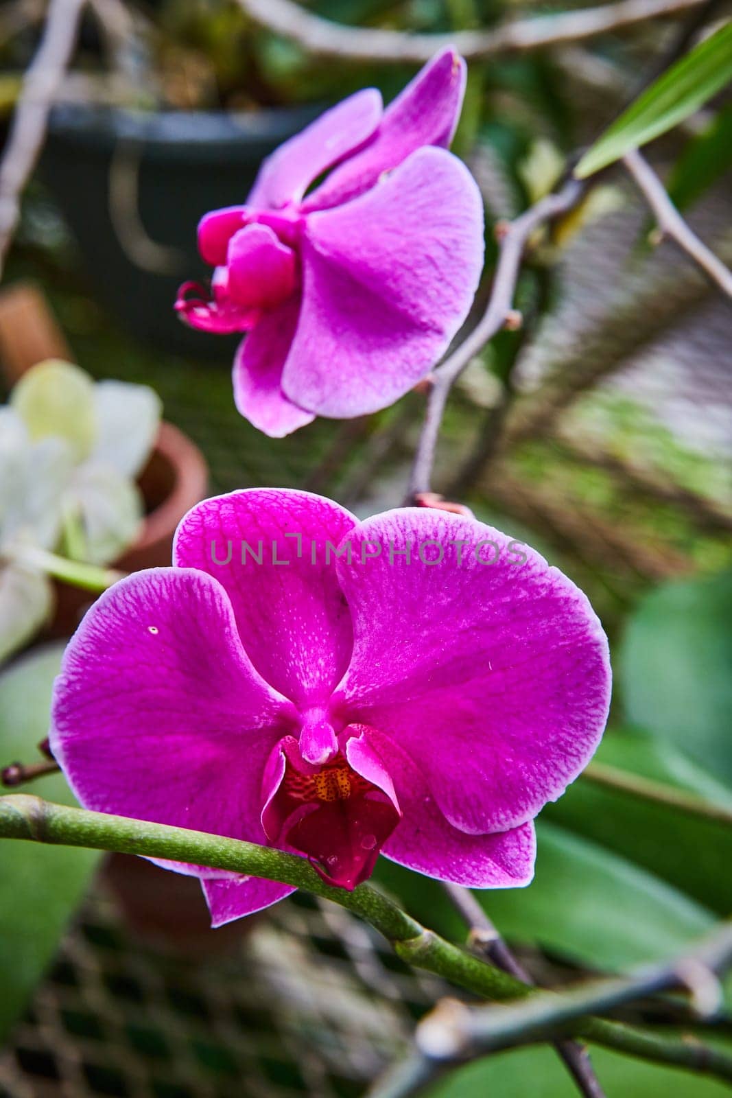 Vibrant Pink Orchids in a Greenhouse, Muncie, Indiana, 2023 - Close-up of Exotic Tropical Flowers with Detailed Petals and Golden Centers