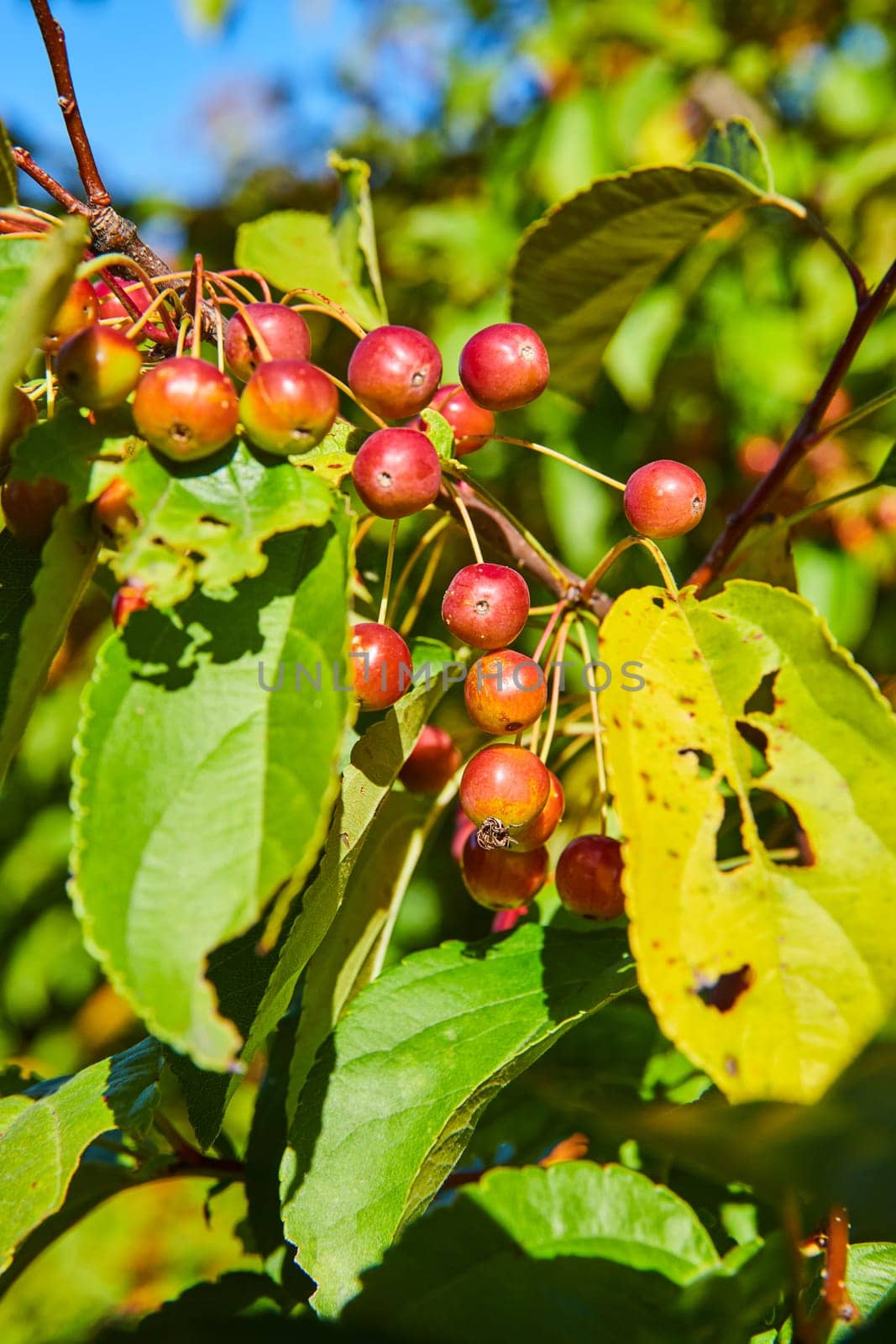 Ripe Red Berries with Autumn Leaves under Blue Sky by njproductions