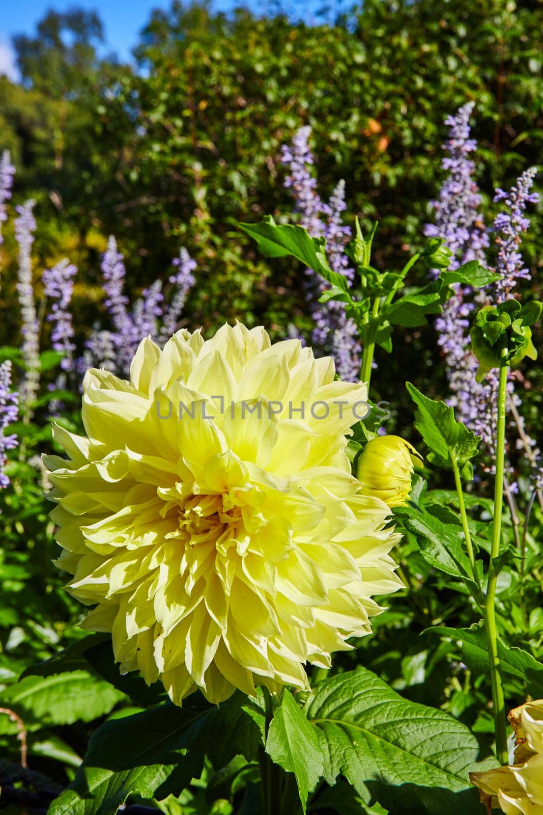 Vibrant Yellow Dahlia and Purple Salvia in Garden Oasis by njproductions