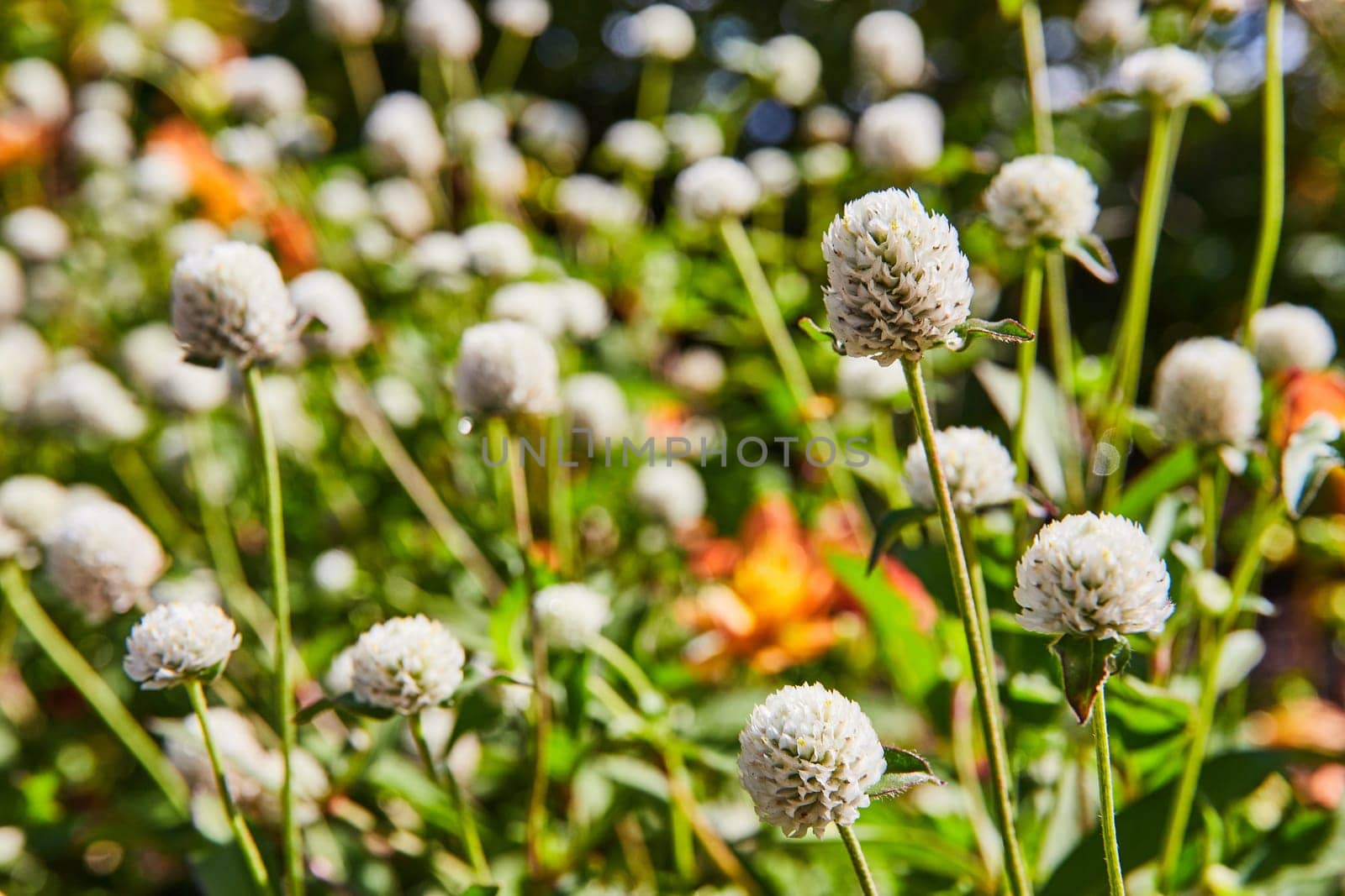 White Clover Blossoms in Lush Garden, Bright Daylight Perspective by njproductions