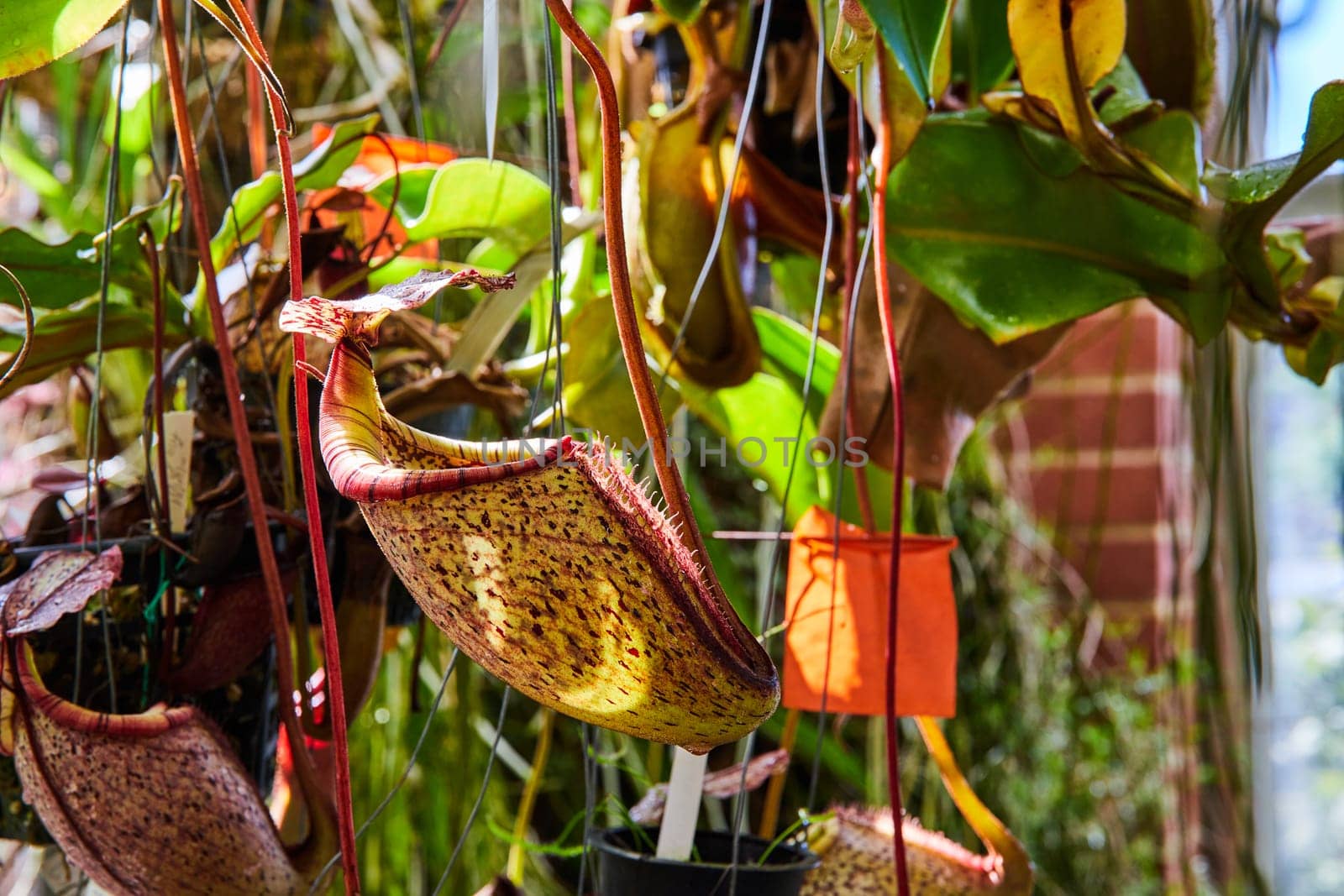 Suspended pitcher plants, vibrant and lush, thrive in a sunlit greenhouse in Muncie, Indiana, showcasing the exotic beauty of carnivorous flora in 2023.