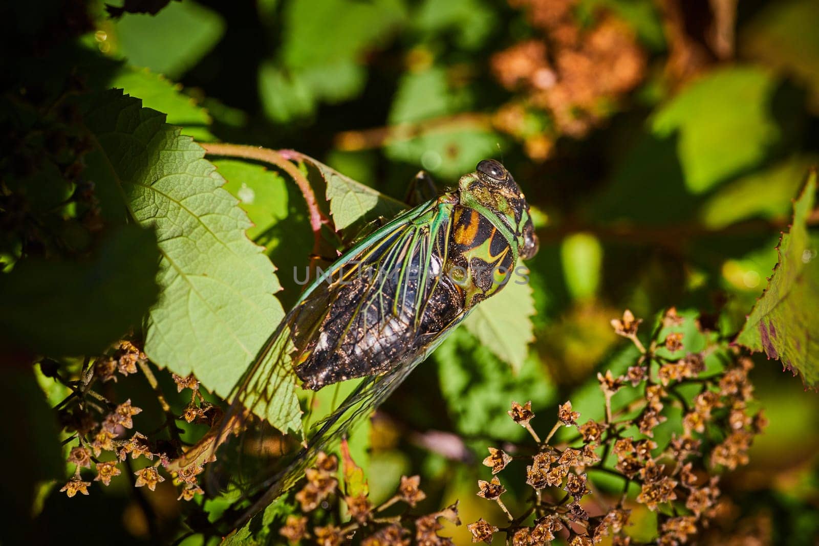 Cicada on Leaf in Natural Light, Side View Perspective by njproductions
