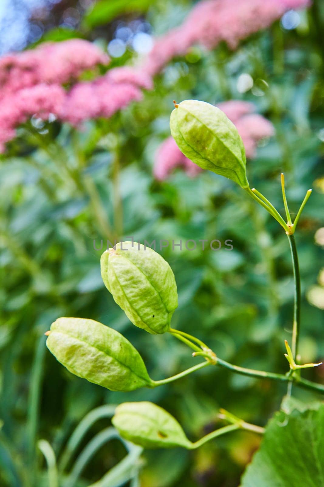Vibrant close-up of green seed pods on Lunar Glow Pigsqueak plant, with soft pink flowers in background, in Elkhart Indiana Botanic Gardens, 2023 - symbolizing nature's growth and serenity.