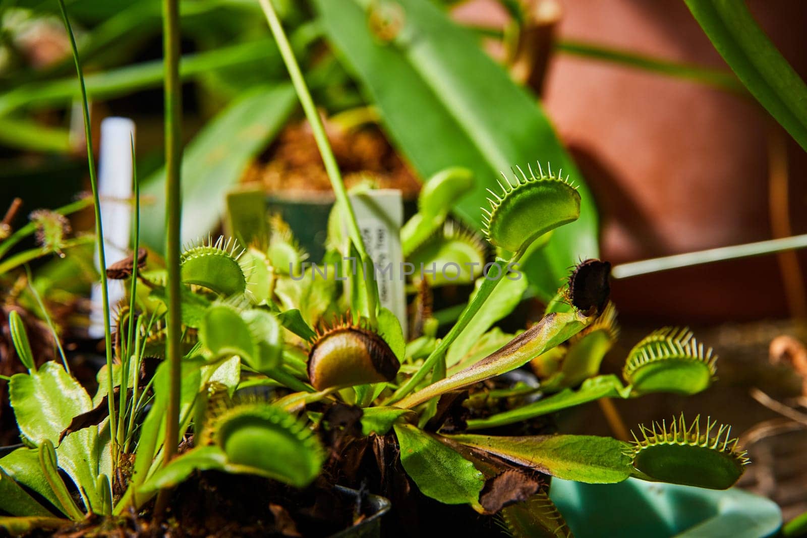 Venus Flytrap Collection in Greenhouse Close-Up by njproductions