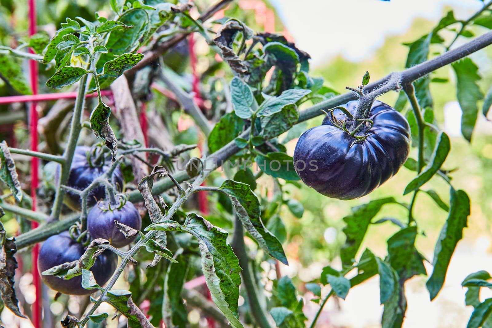Black Beauty Tomatoes on Lush Plant, Eye-Level View by njproductions