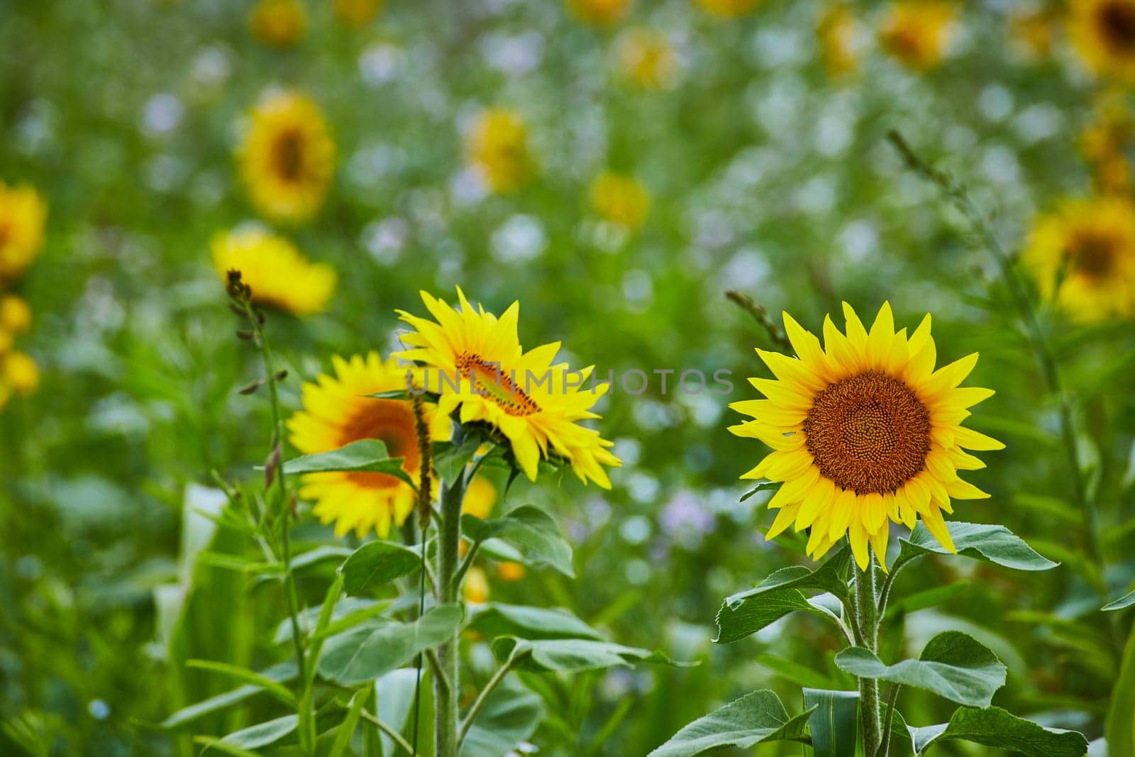 Vibrant Sunflower Trio in Full Bloom, Lush Green Backdrop by njproductions