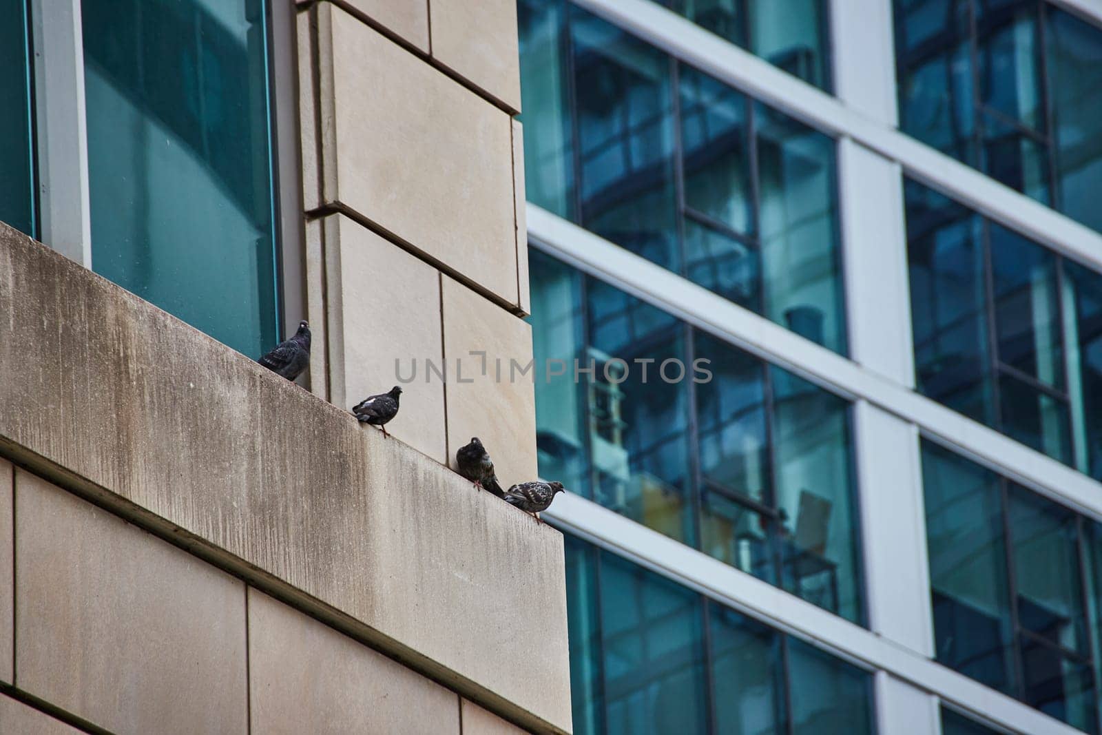 Image of Pigeon, bird, animals standing on wall ledge of office building with blue tinted windows, Chicago
