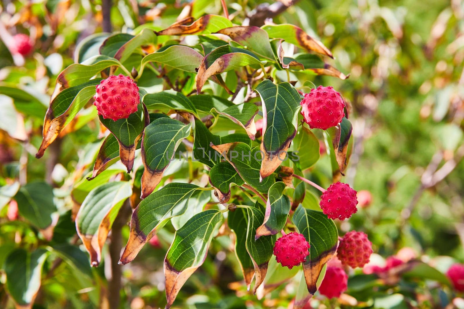 Vibrant Dogwood Berries and Variegated Leaves Close-up by njproductions