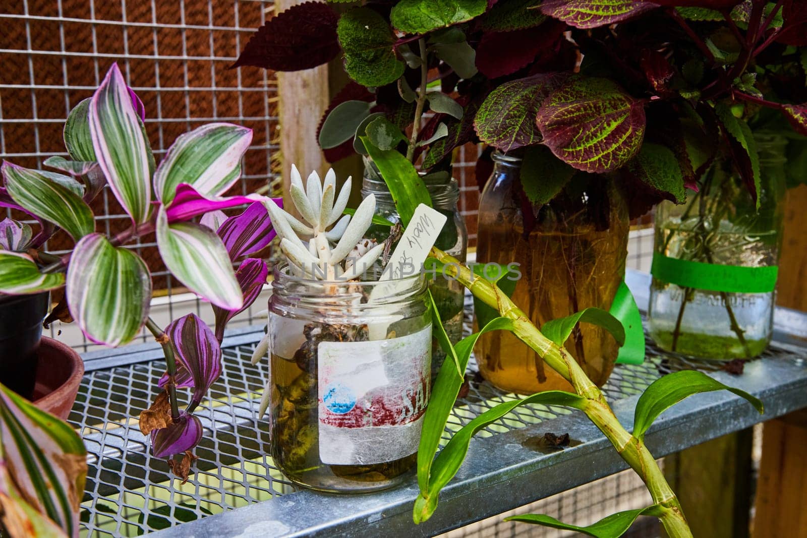 Variegated Houseplants on Metal Shelf, Urban Gardening Perspective by njproductions