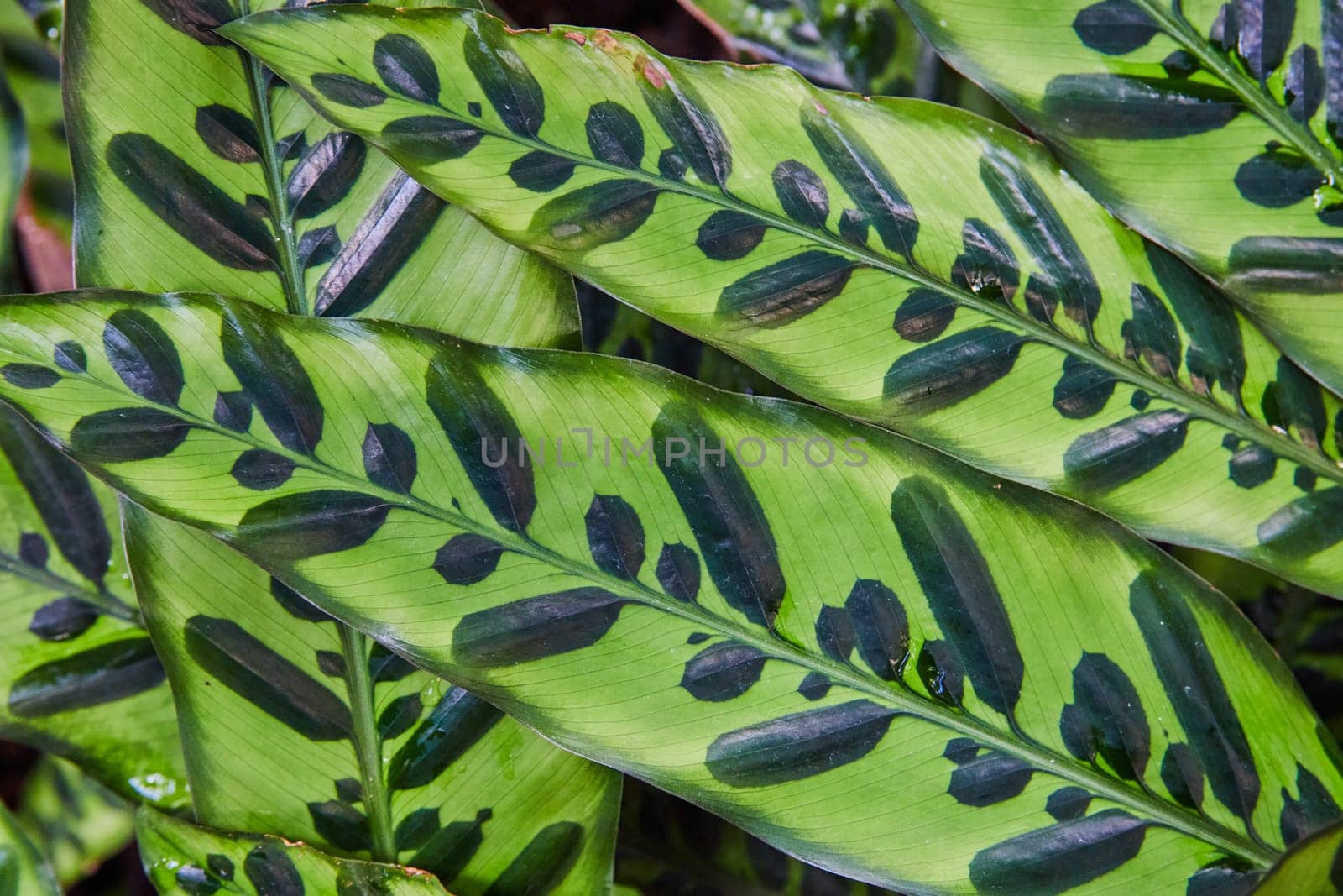 Vibrant Prayer Plant Leaves with Water Droplets, Top View by njproductions