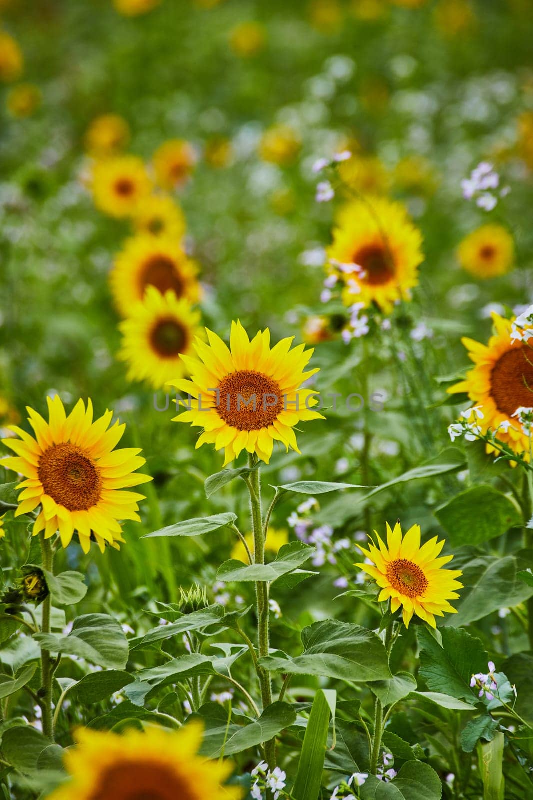 Vibrant Sunflower Field with Wildflowers, Eye-Level View by njproductions