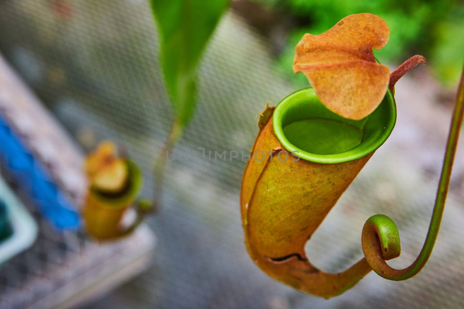Close-Up of Pitcher Plant in Greenhouse Garden by njproductions