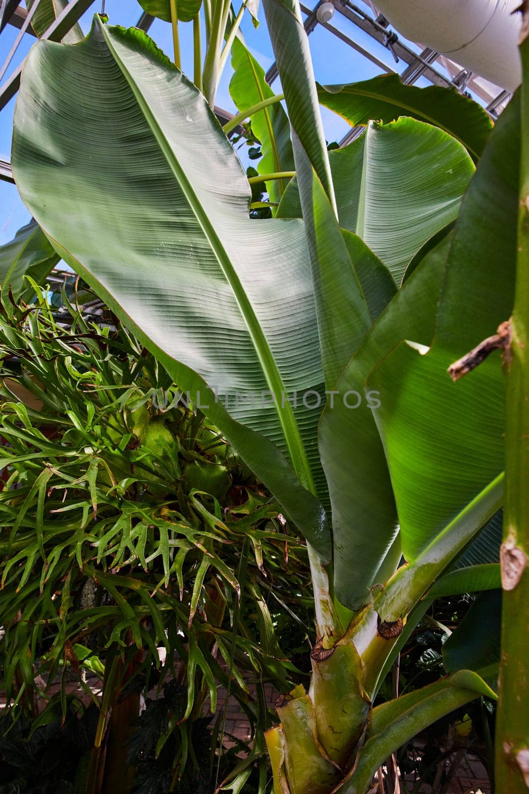 Lush Green Banana Leaves in Muncie Conservatory, Indiana 2023 - Vibrant Tropical Flora Under Clear Blue Sky