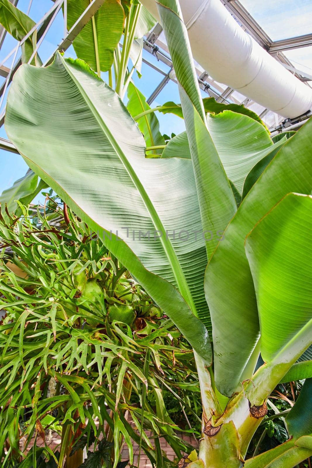Vibrant Banana Plant and Ferns in a Muncie, Indiana Greenhouse, 2023 - A Fresh Perspective on Indoor Tropical Gardening and Sustainable Living