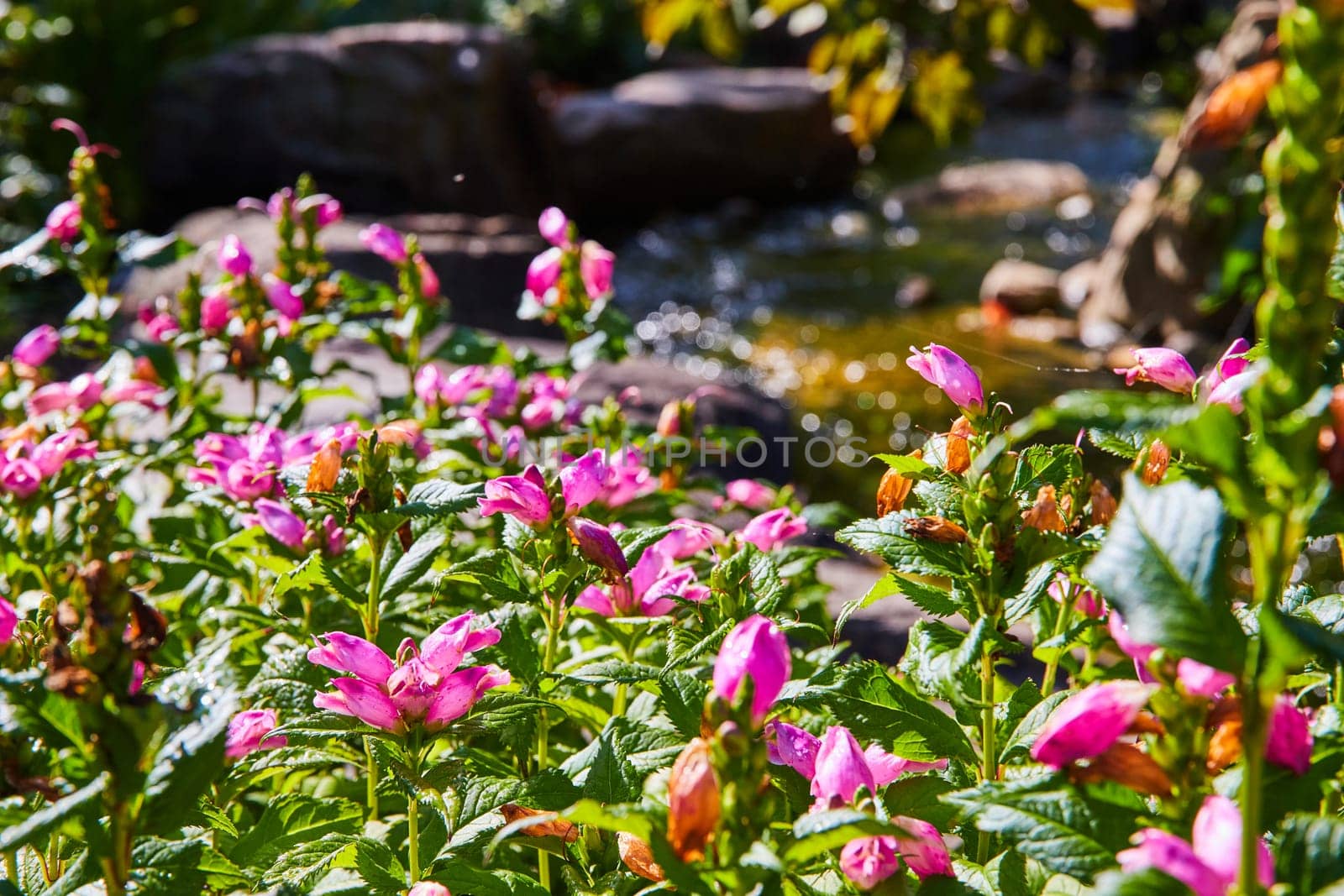 Vibrant Pink Flowers and Sparkling Stream in Botanic Gardens, Elkhart, Indiana, 2023