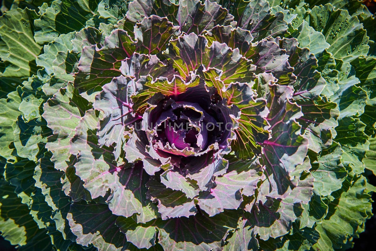 Vibrant Ornamental Cabbage with Dew Drops Close-Up by njproductions