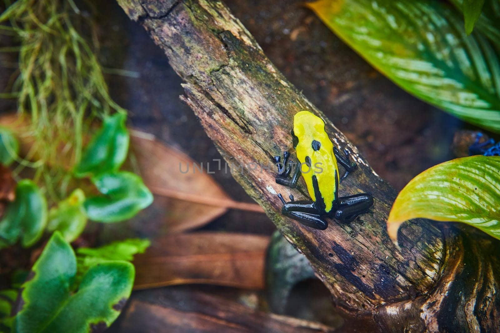 Vibrant Poison Dart Frog on Mossy Log in Rainforest Habitat by njproductions