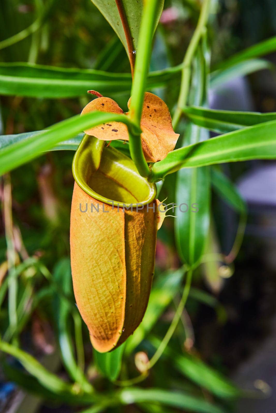 Close-up of a Tropical Pitcher Plant in a Greenhouse Setting, Muncie, Indiana 2023 - A Unique Display of Nature's Adaptations in Botany