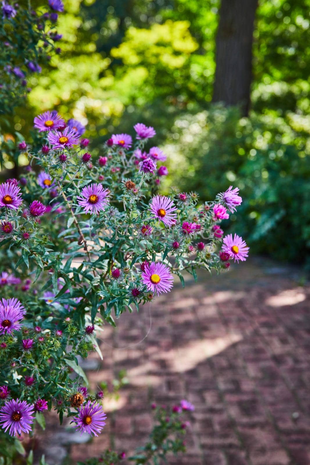 Vibrant Pink Asters Blooming in Elkhart Indiana Botanic Gardens, 2023