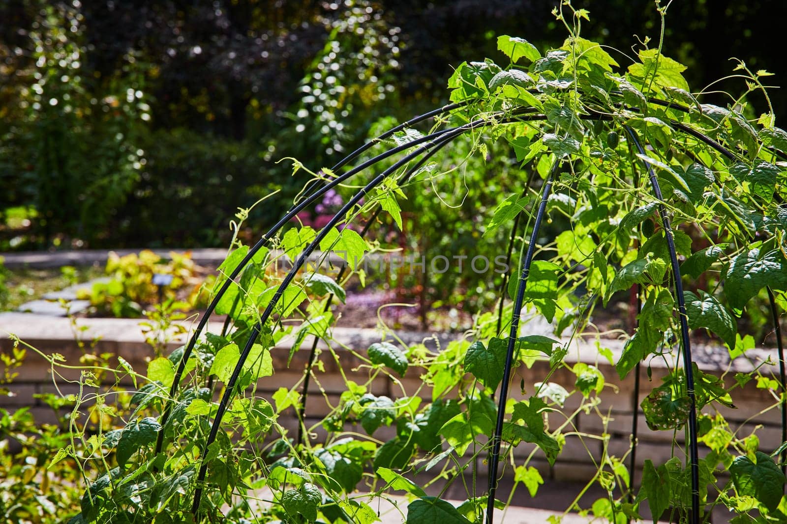 Sustainable Organic Gardening: Vibrant Bean Plants on Metal Trellis in 2023 Elkhart, Indiana Botanic Gardens