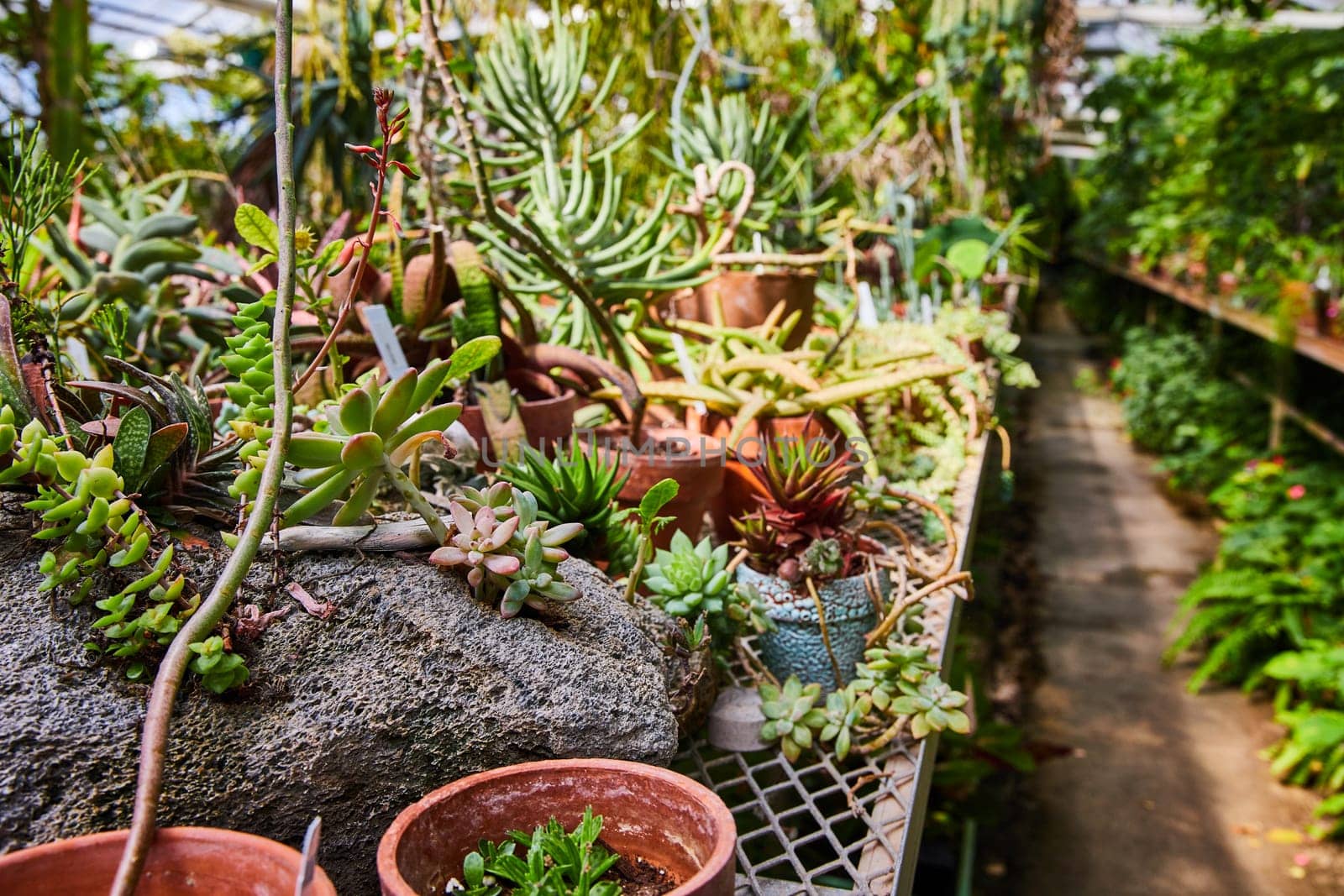 Diverse collection of potted succulents in a sunlit greenhouse at Muncie conservatory, Indiana, 2023.