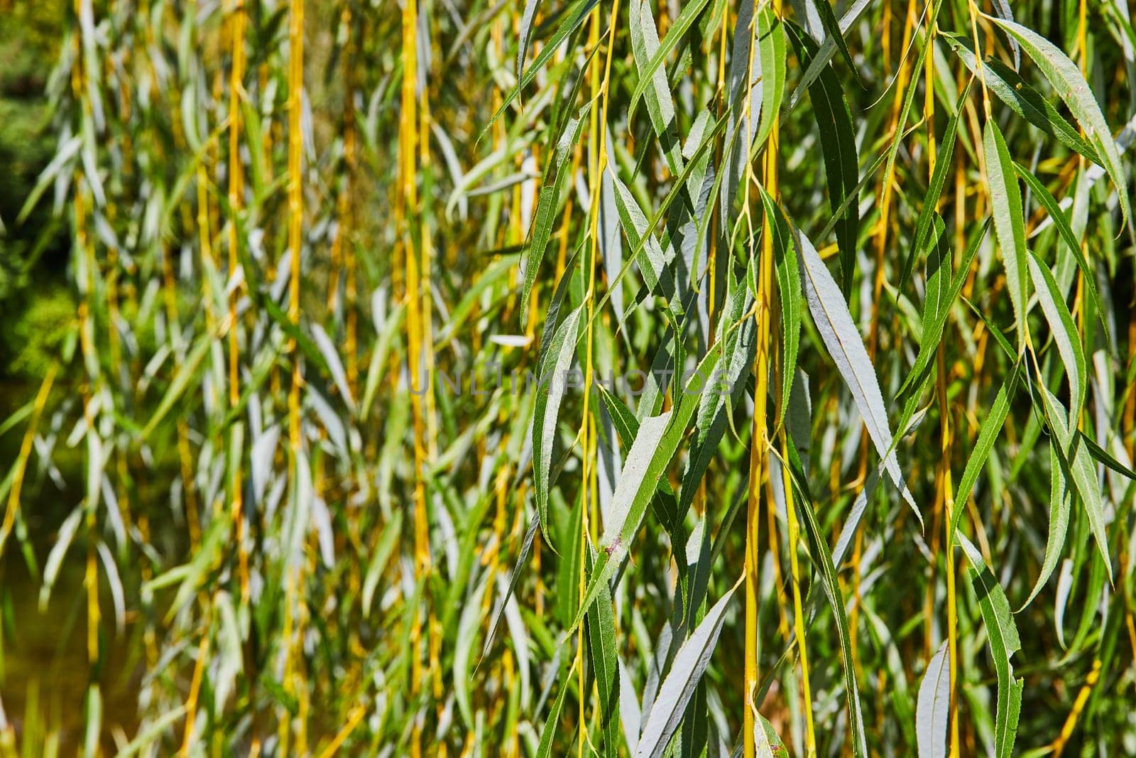 Sunlit Weeping Willow in Elkhart Botanic Gardens, 2023 - A Vibrant Display of Lush Green Leaves and Golden Branches