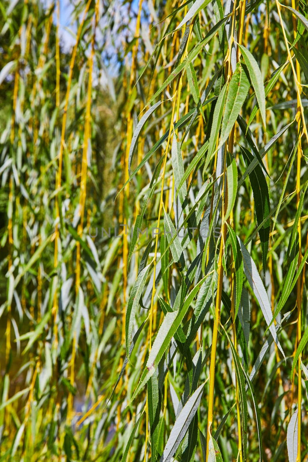 Sunlit Willow Foliage in Early Fall at Elkhart Botanic Gardens, Indiana