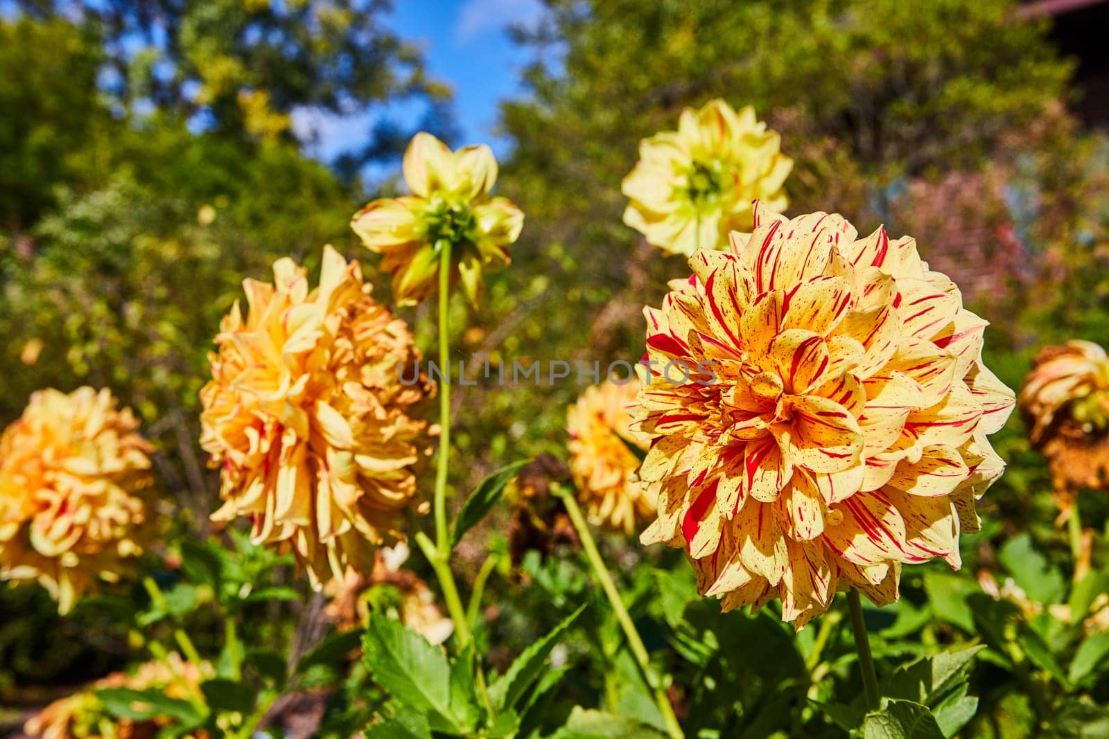 Vibrant Dahlias in Bloom with Lush Greenery, Eye-Level View by njproductions