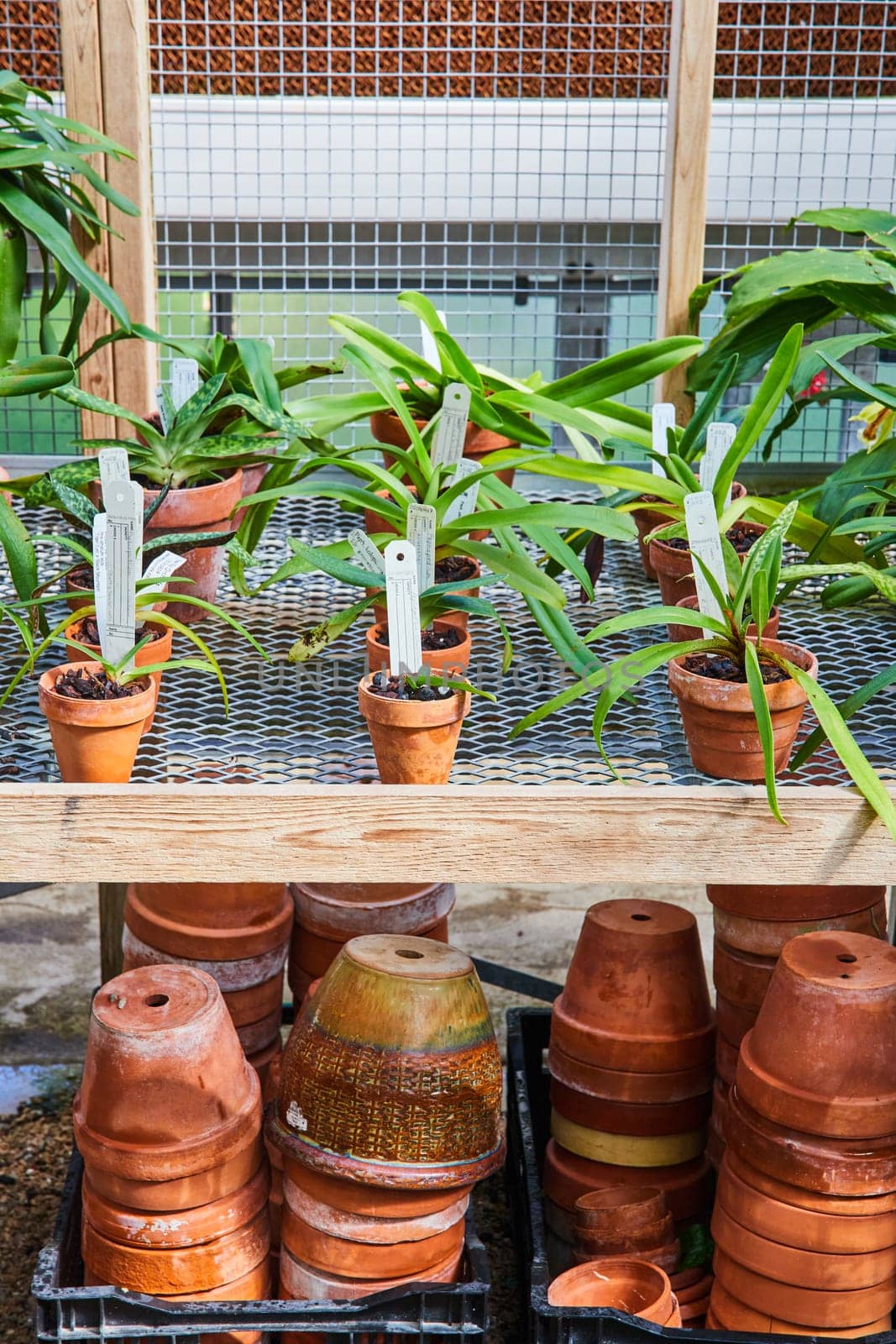 Organized horticultural scene with potted orchids and terracotta pots in a Muncie, Indiana greenhouse, showcasing themes of gardening and plant care, 2023.
