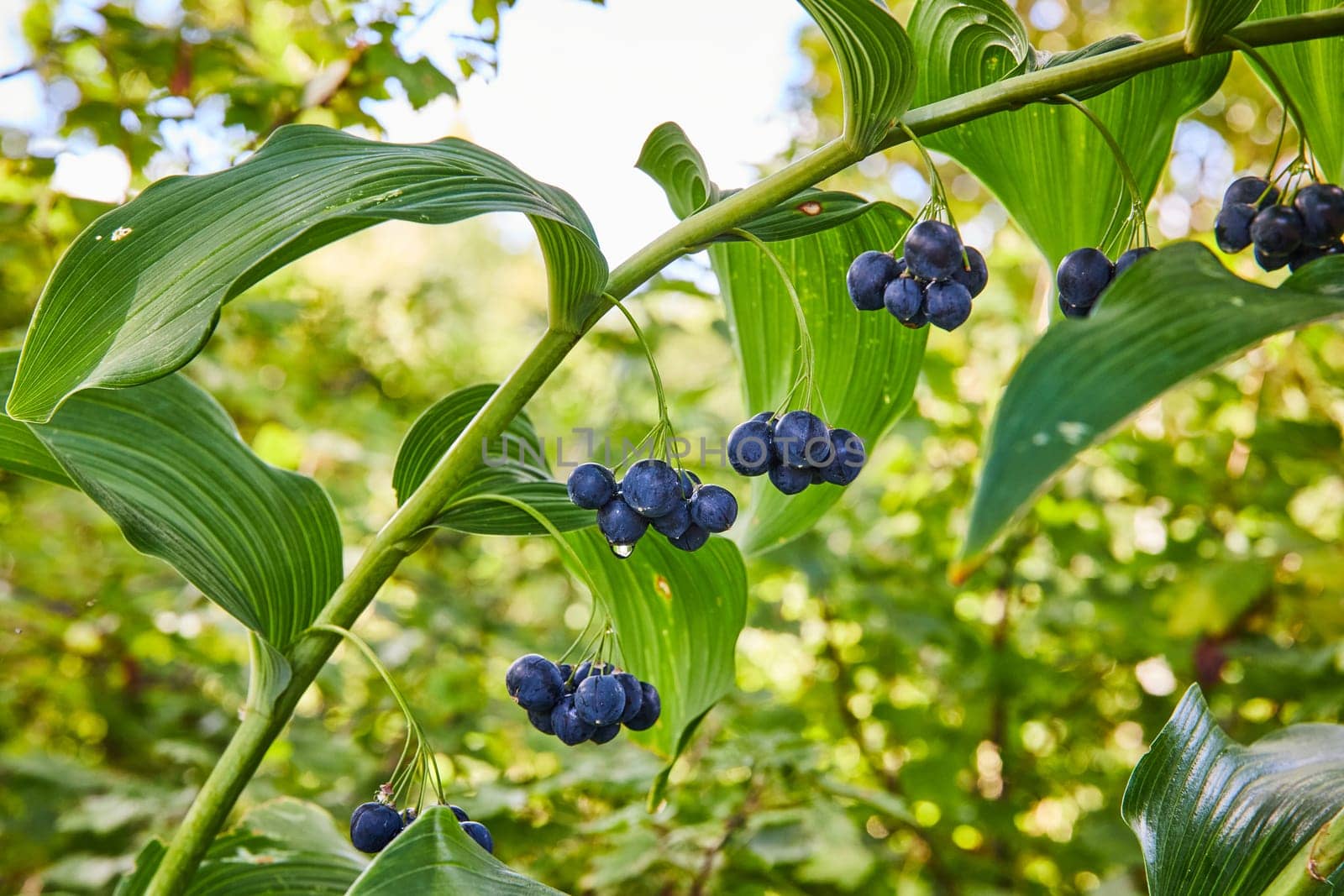 Fresh dew-kissed wild blueberries thriving in the lush Botanic Gardens of Elkhart, Indiana, 2023