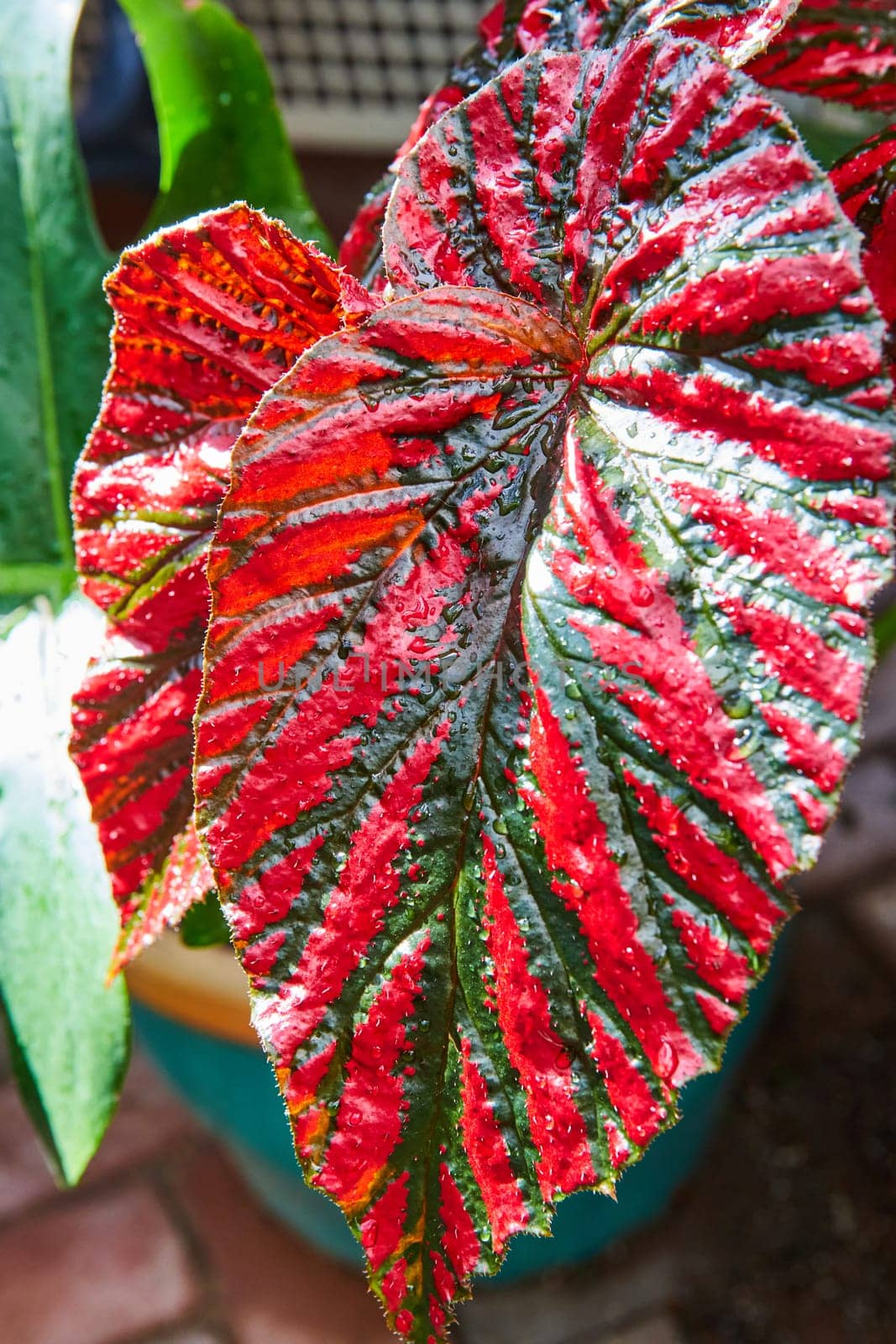 Freshly watered vibrant red and green leaf in a Muncie, Indiana conservatory garden, 2023