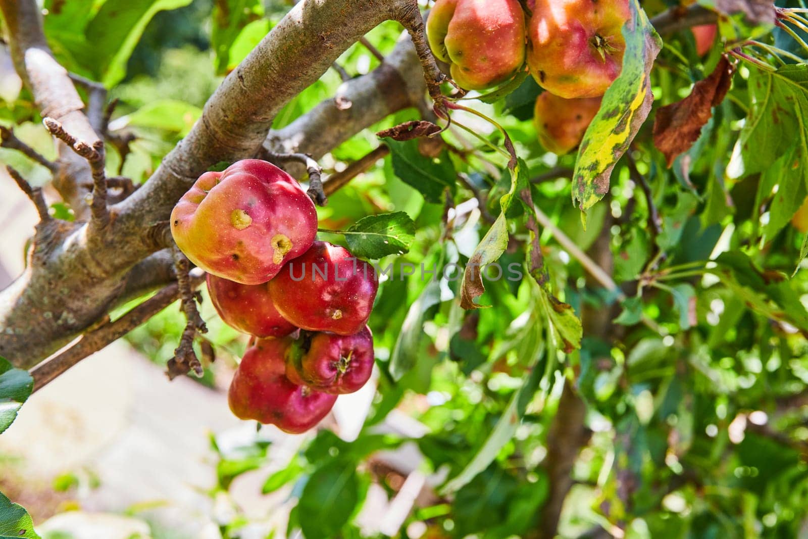 Ripe apples on a dwarf tree in Botanic Gardens, Elkhart, Indiana, captured during peak harvest season in 2023, showcasing organic agriculture and the beauty of autumn.