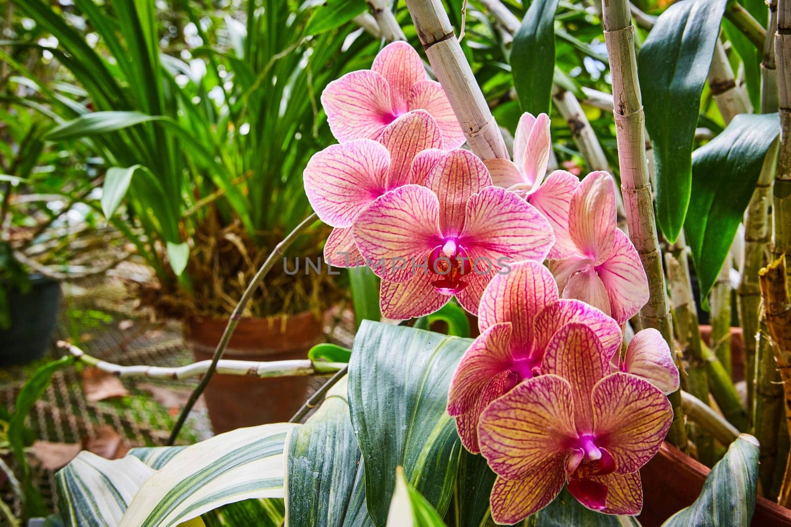 Vibrant Pink Orchids in Greenhouse Garden by njproductions