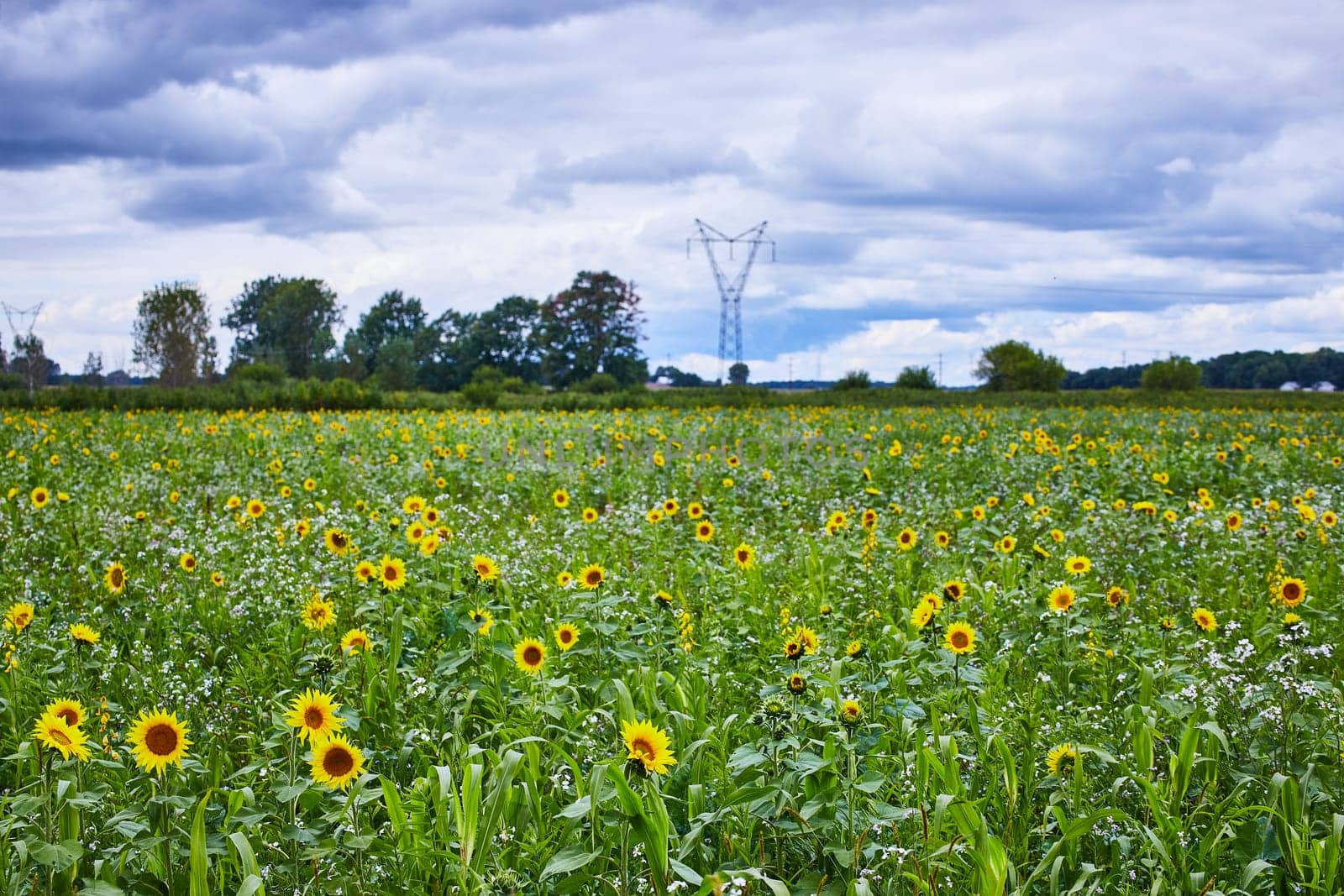 Vibrant sunflower field meets modern infrastructure in tranquil Goshen, Indiana, showcasing nature's beauty and balance with development.