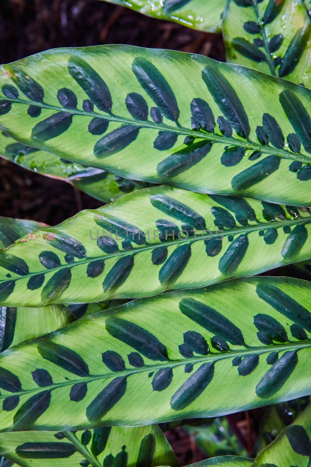 Glossy Rattlesnake Plant Leaves with Water Droplets Close-Up by njproductions